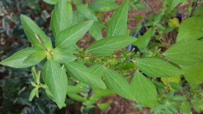 Weed of the Month – Virginia Copperleaf - hgic.clemson.edu - Usa - Georgia - state Texas - state Virginia - state Maine