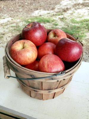 South Carolina Apples - hgic.clemson.edu - state Arkansas - state South Carolina