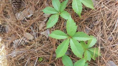 Weed of The Month – Virginia Creeper - hgic.clemson.edu - Usa - state Virginia