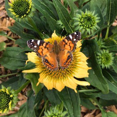 If You Build It, They Will Come: Attracting Butterflies To Your Yard - hgic.clemson.edu