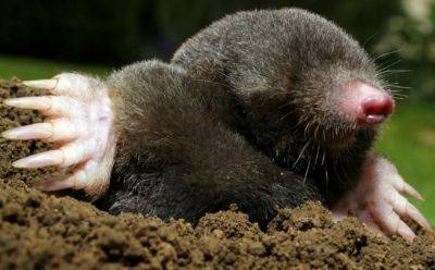 Goodbye Moles & Voles! - hgic.clemson.edu