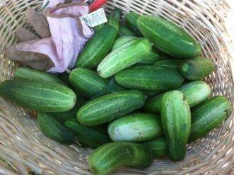 Healthy Tip – Cucumbers - hgic.clemson.edu