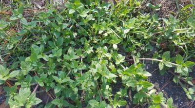 Weed of the Month – Florida Pusley - hgic.clemson.edu - state Florida - state South Carolina