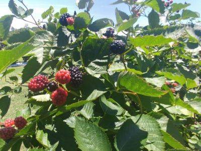 Blackberries - hgic.clemson.edu