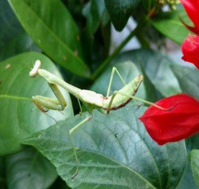 Praying Mantids - hgic.clemson.edu - Usa - China - state South Carolina