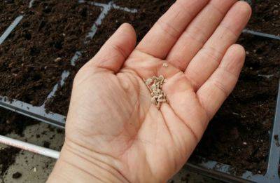 FAQs about Starting Vegetable Seeds Indoors - hgic.clemson.edu