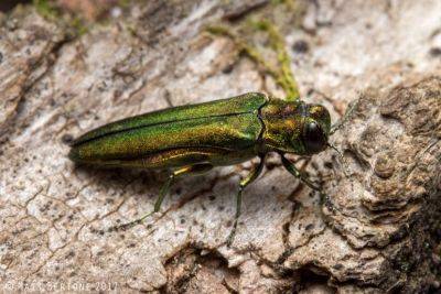 The Emerald Ash Borer – Worst Invasive Tree Pest of this Generation? - hgic.clemson.edu