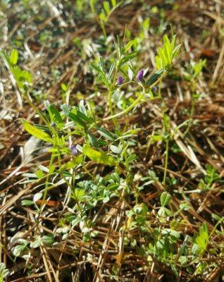 Narrowleaf Vetch, Common Vetch - hgic.clemson.edu