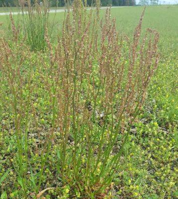 Weed of the Month – Red Sorrel - hgic.clemson.edu