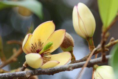 Banana Shrub - hgic.clemson.edu - Usa - China