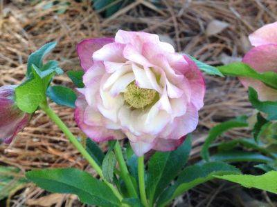 LENTEN ROSES - hgic.clemson.edu - state South Carolina