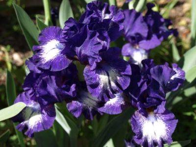 Bearded Iris - hgic.clemson.edu - Greece