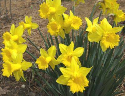Daffodils Herald the Coming of Spring - hgic.clemson.edu - China
