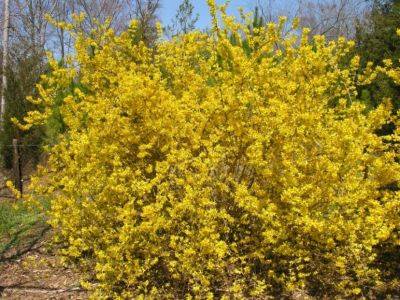 Yellowbells – Harbingers of Spring - hgic.clemson.edu