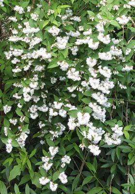 Deutzia - hgic.clemson.edu - Netherlands - state South Carolina