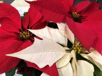 Holiday Houseplants - hgic.clemson.edu