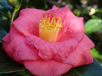 Japanese Camellias - hgic.clemson.edu - Canada - Japan - state California - state South Carolina