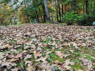 Fall Leaves: To Leave or Not to Leave - hgic.clemson.edu
