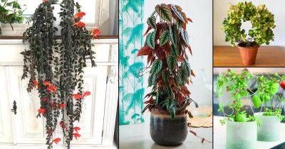 16 Cool Indoor Vines and Climbers People Usually Don't Grow - balconygardenweb.com - New Zealand