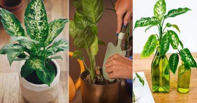 How to Grow Dieffenbachia from Cuttings | Propagating Dumb Cane Plant - balconygardenweb.com