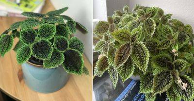 How to Grow Friendship Plant | Growing Pilea involucrata - balconygardenweb.com