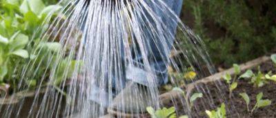 How to Water Plants During a Hosepipe Ban - gardenersworld.com