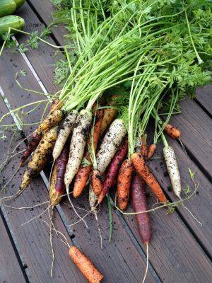 10 easy to grow vegetables for garden beginners - growingfamily.co.uk