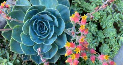How to Grow Echeveria Succulents | Gardener's Path - gardenerspath.com