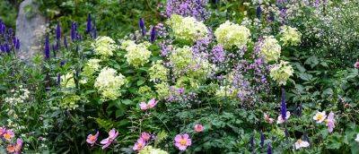 Plants for a purpose: Late summer colour - gardenersworld.com - South Africa