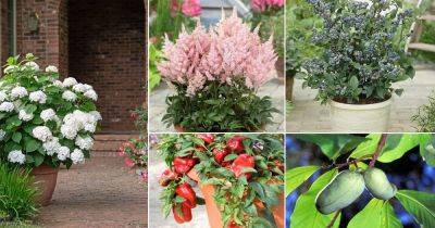 101 Acid loving Plants For Acidic Soil - balconygardenweb.com