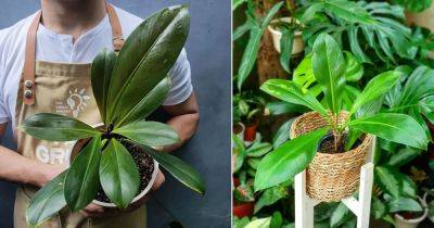 Philodendron Linnaei Propagation and Care Tips - balconygardenweb.com - Brazil