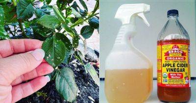 Using Apple Cider Vinegar for Pests - balconygardenweb.com - Japan