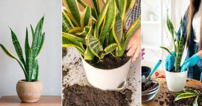 7 TOP Snake Plant Soil Recipes for Fantastic Growth - balconygardenweb.com