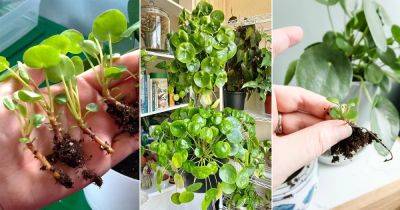 How to Propogate Pilea Plants Easily - balconygardenweb.com