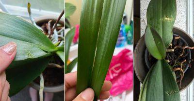Orchid Leaves Splitting | 4 Major Reasons and Solutions - balconygardenweb.com