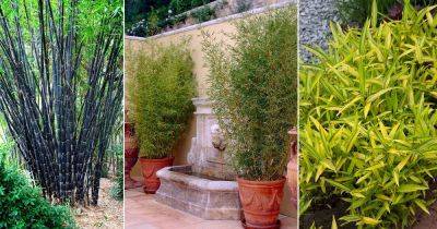 22 Types of Bamboos to Grow in Containers and Gardens - balconygardenweb.com - China - Japan - Argentina - Chile