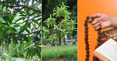 How to Grow Rudraksha Tree | Growing Elaeocarpus ganitrus Trees - balconygardenweb.com