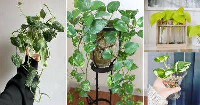 13 Different Types of Pothos Varieties You Can Grow in Water - balconygardenweb.com
