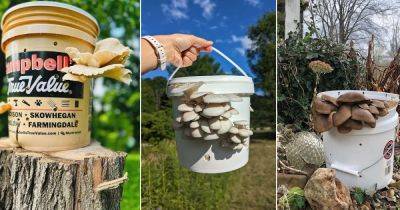 Everything About Growing Mushrooms in Buckets - balconygardenweb.com