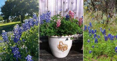 Texas State Flower and How to Grow It - balconygardenweb.com - state Texas