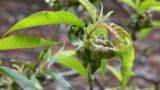 Problem Solving: Peach Leaf Curl - gardenersworld.com