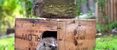 The best hedgehog houses in 2023 - gardenersworld.com - Britain