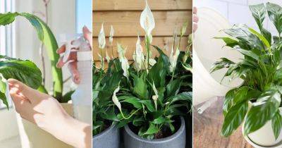 How to Grow Perfect Bunch of Peace Lilies with These Tips - balconygardenweb.com - state Florida