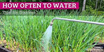 How Often Should I Water My Garden? Tips for Success! - savvygardening.com