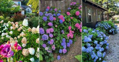 10 Master Gardener's Tricks to Grow the Successful Hydrangeas - balconygardenweb.com