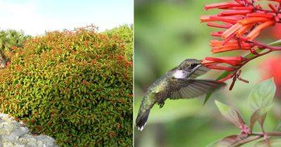 Does Firebush Attract Hummingbirds to the Garden? - balconygardenweb.com - Usa - Mexico