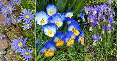11 Best Blue and Yellow Flowers - balconygardenweb.com - Australia - Spain - Portugal
