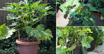 How to Grow Zucchini in a Pot Successfully | Growing Zucchini in Home - balconygardenweb.com