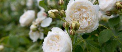 Disease-Resistant Roses - gardenersworld.com