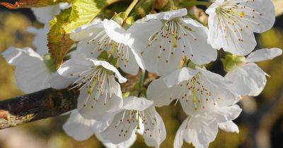 Learn About Apple Tree Pollination - gardenerspath.com